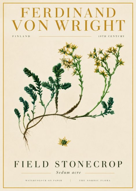 Ferdinand von Wright Botanical Study No6 - Poster