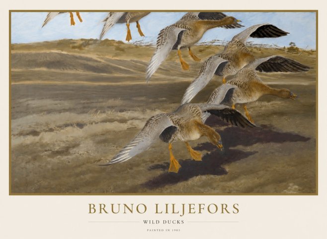 Bruno Liljefors Wild Ducks No1 - Poster
