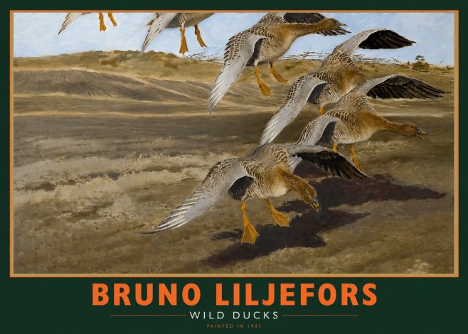 Bruno Liljefors Wild Ducks No2 - Poster