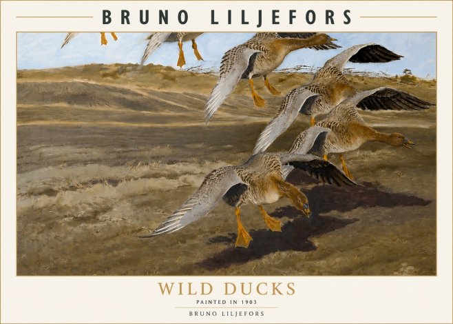 Bruno Liljefors Wild Ducks No3 - Poster