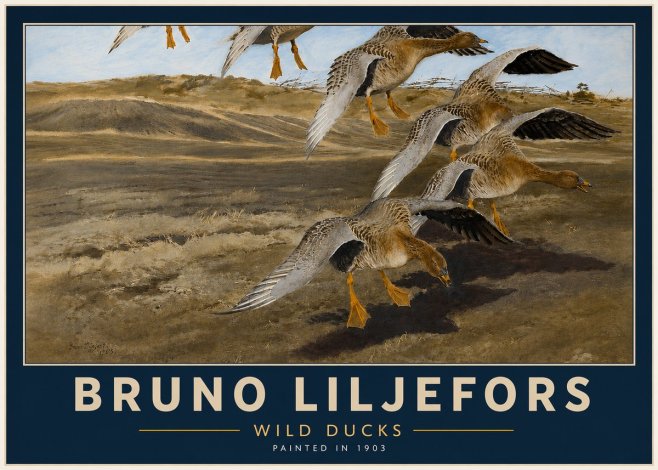 Bruno Liljefors Wild Ducks I No4 - Poster