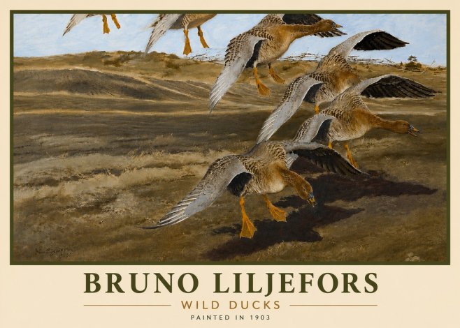 Bruno Liljefors Wild Ducks No6 - Poster