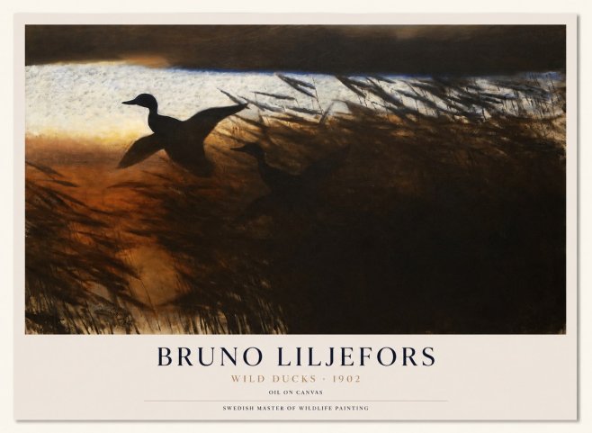 Bruno Liljefors Wild Ducks No1 - Poster