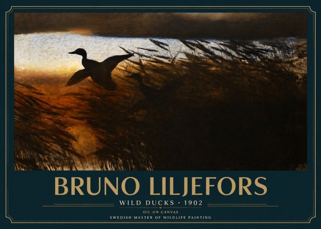 Bruno Liljefors Wild Ducks No3 - Poster