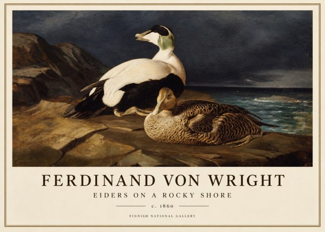 Ferdinand von Wright Eiders on a Rocky Shore No1 - Poster
