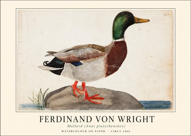 Ferdinand von Wright Mallard (Anas Platyrhynchos) No1 - Poster