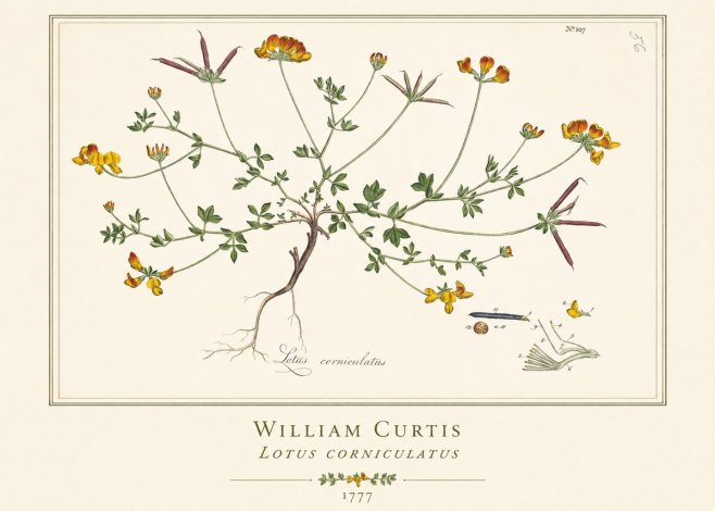 William Curtis Lotus Corniculatus II No1 - Poster