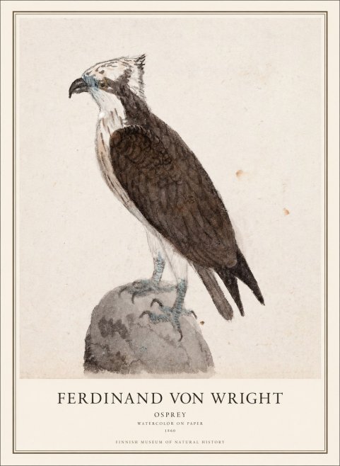 Ferdinand von Wright Osprey No1 - Poster
