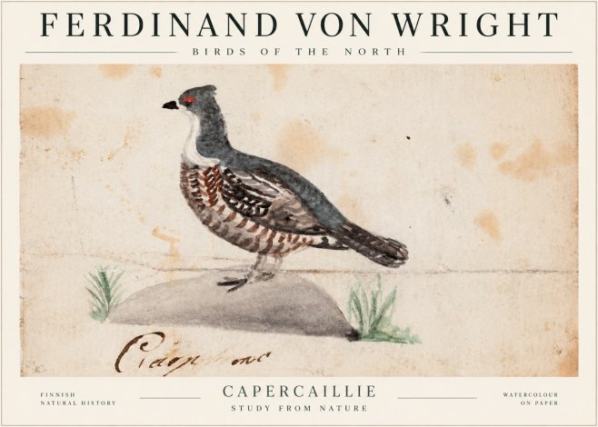 Ferdinand von Wright Grouse No2 - Poster