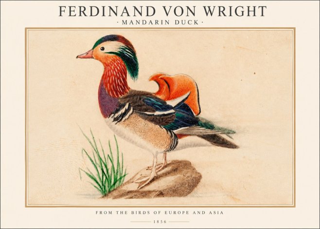 Ferdinand von Wright Mandarin Duck No1 - Poster