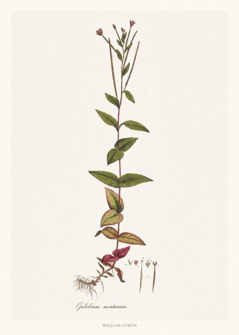 William Curtis Epilobium Montanum. No6 - Poster