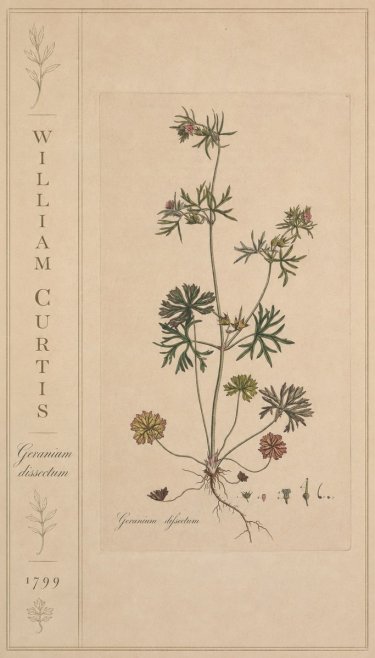 William Curtis Geranium Dissectum II No2 - Poster
