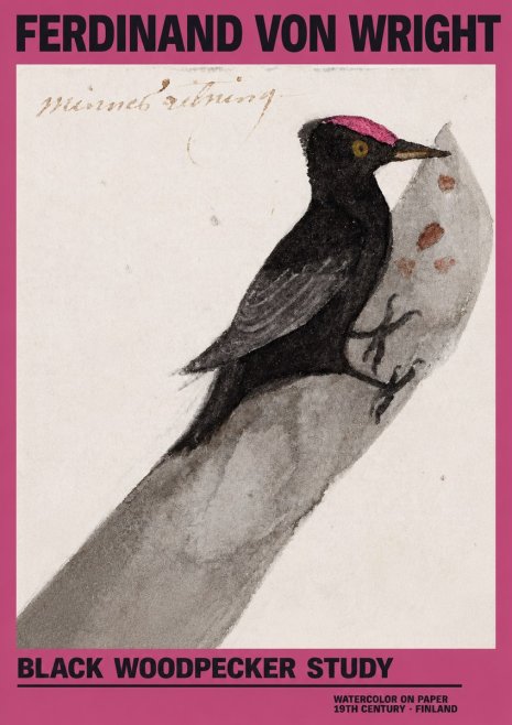 Ferdinand von Wright Black Woodpecker Study No2 - Poster