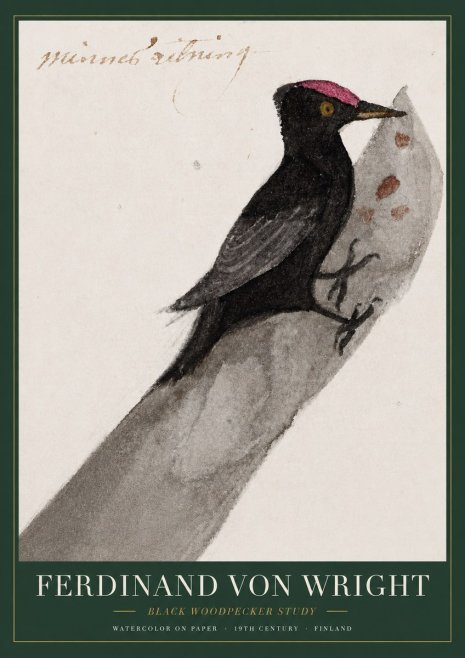 Ferdinand von Wright Black Woodpecker Study No3 - Poster