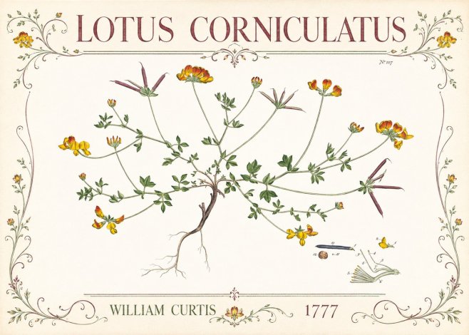 William Curtis Lotus Corniculatus III No3 - Poster