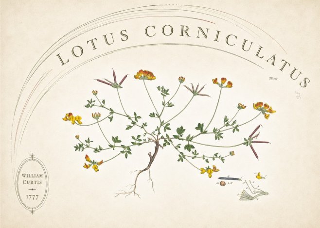 William Curtis Lotus Corniculatus III No6 - Poster