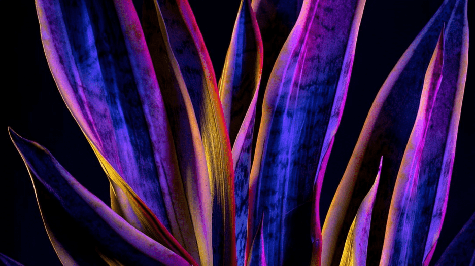 Radiant Foliage