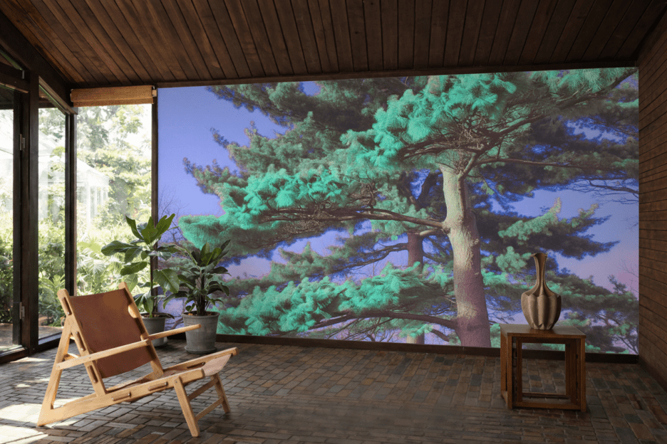Emerald Canopy