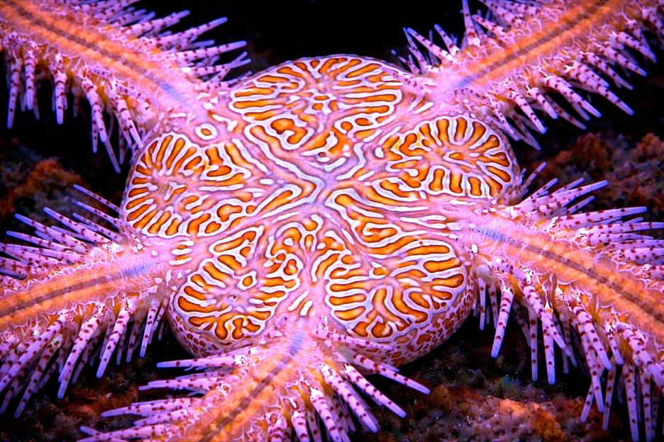 Coral Pattern Mosaic