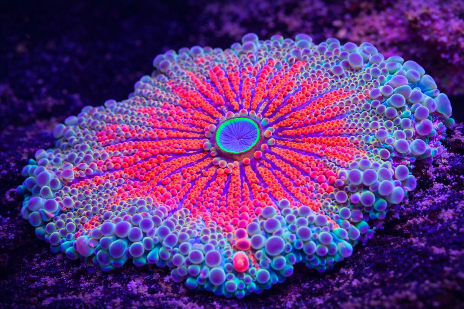Radiant Reef Flora