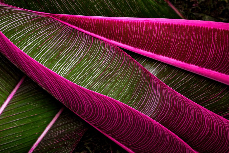 Radiant Foliage