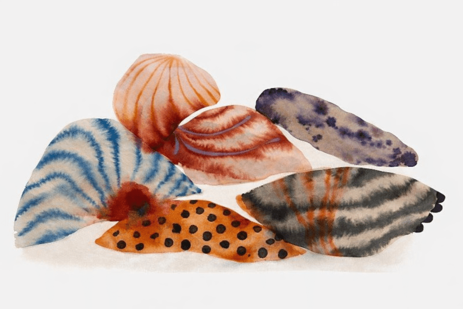 Shell Collection