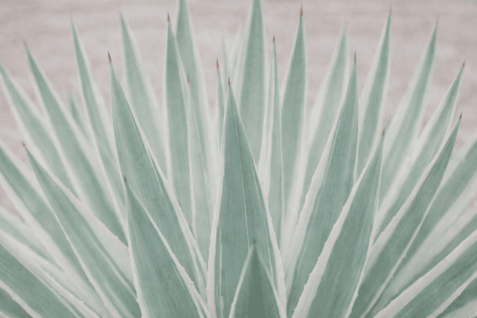 Agave Illumination