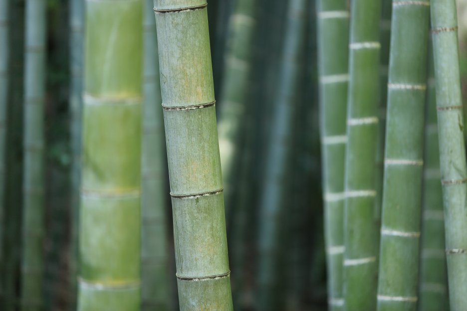 Bamboo Sanctuary