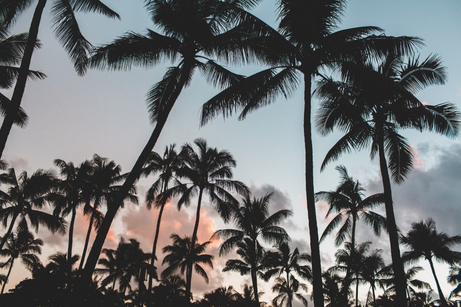 Palm Halo