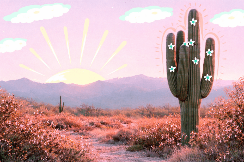 Sunrise Cactus Garden