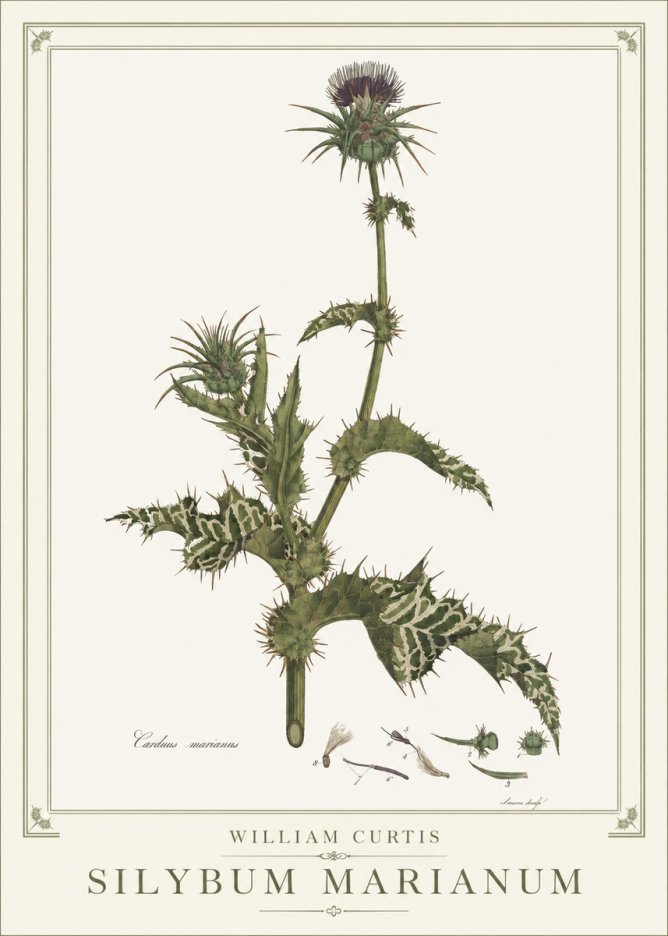 William Curtis Silybum Marianum No1 - Poster