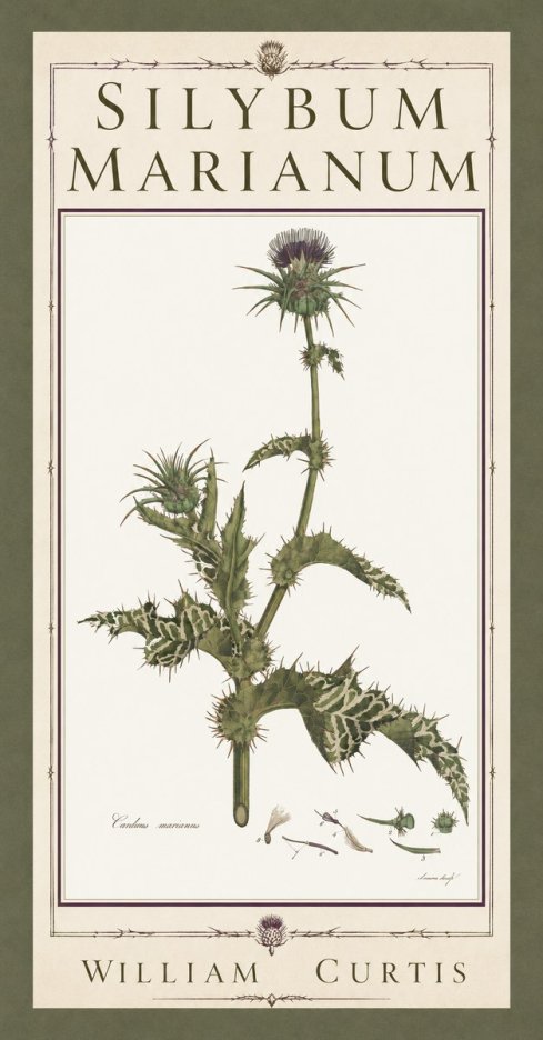 William Curtis Silybum Marianum No5 - Poster