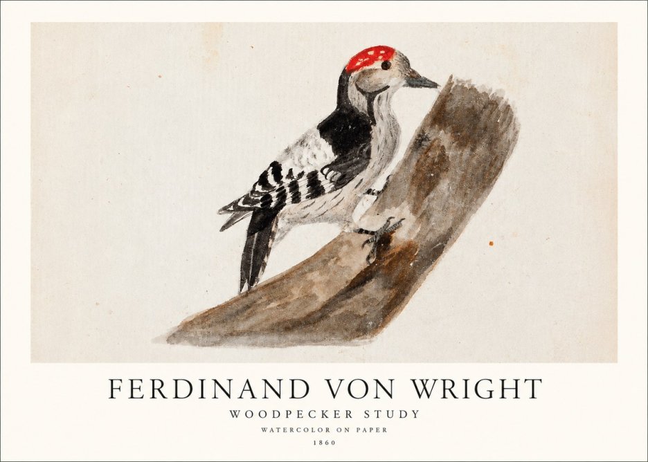 Ferdinand von Wright Woodpecker Study No1 - Poster