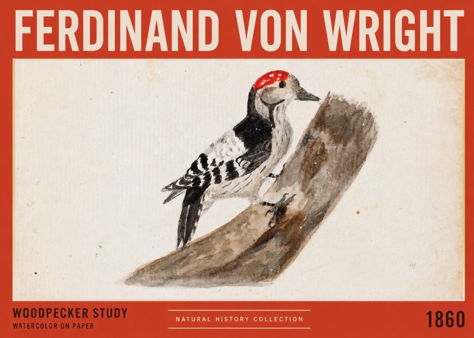 Ferdinand von Wright Woodpecker Study No2 - Poster