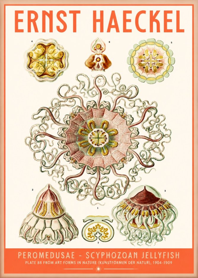 Ernst Haeckel Peromedusae – Discomedusae No5 - Poster