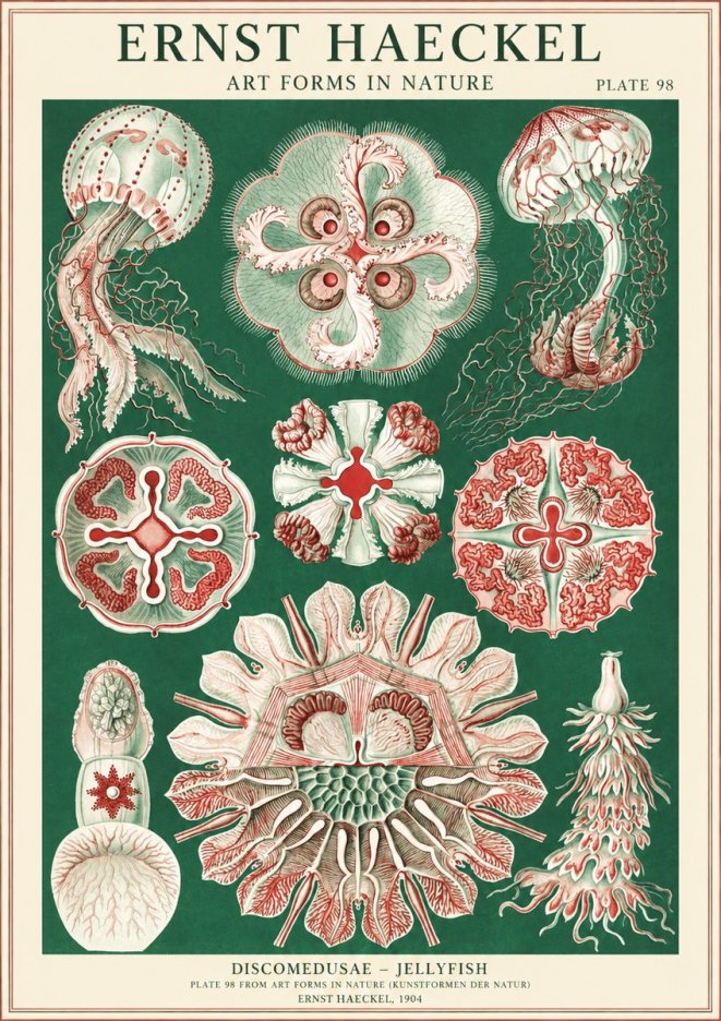 Ernst Haeckel Discomedusae - the Jellyfish No2 - Poster