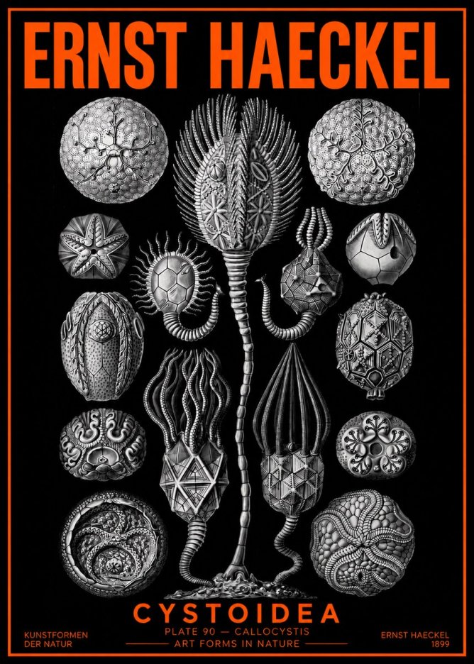 Ernst Haeckel Cystoidea - Callocystis No2 - Poster