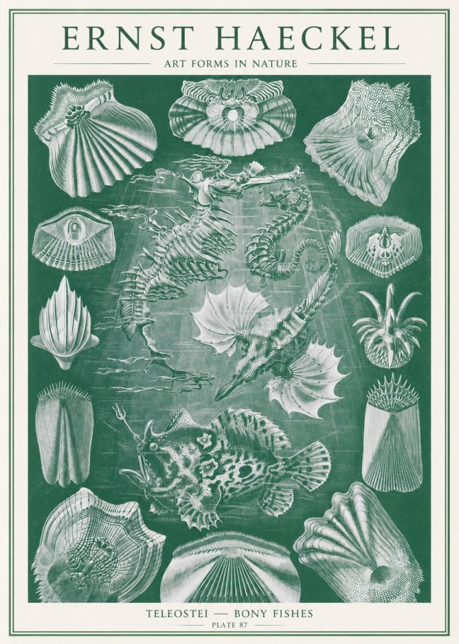 Ernst Haeckel Teleostei - Bony Fishes No2 - Poster