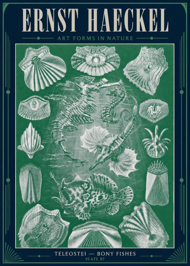 Ernst Haeckel Teleostei - Bony Fishes No4 - Poster