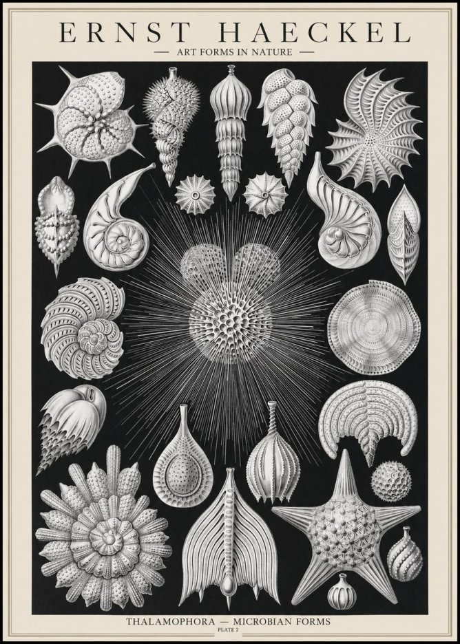 Ernst Haeckel Thalamophora - Microbian Forms - Plate 2 No1 - Poster