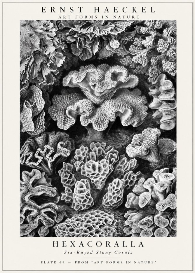 Ernst Haeckel Hexacorallia No3 - Poster