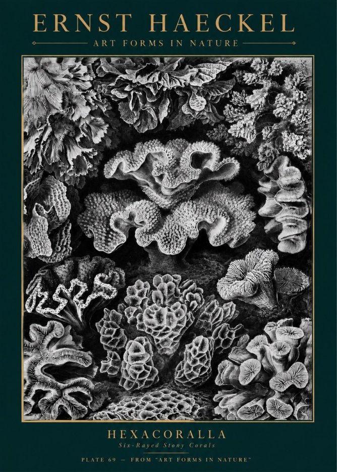 Ernst Haeckel Hexacorallia No5 - Poster