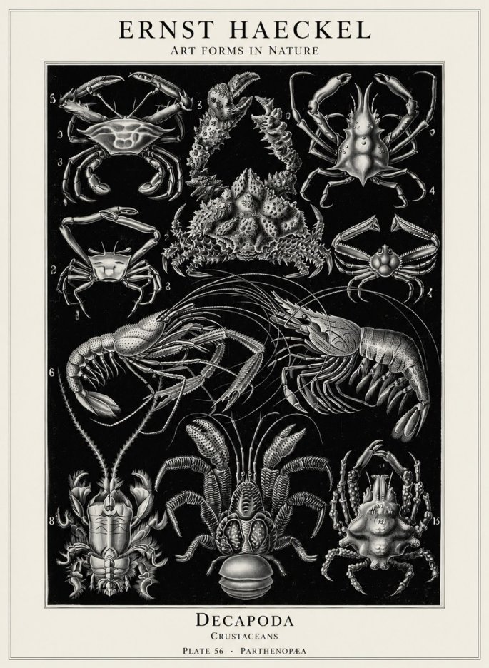 Ernst Haeckel Decapoda Brachyura and Macrura Plate 86 No5 - Poster