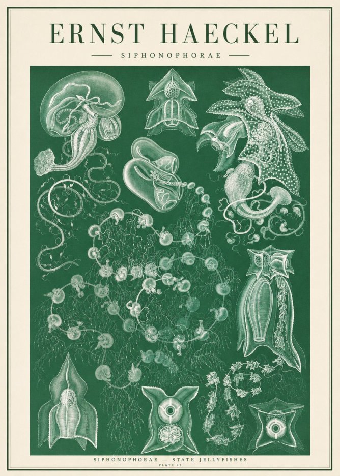 Ernst Haeckel Siphonophorae. — Statequallen. Plate 17 No2 - Poster