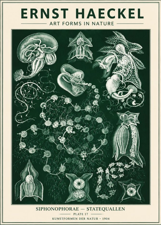 Ernst Haeckel Siphonophorae. — Statequallen. Plate 17 No6 - Poster