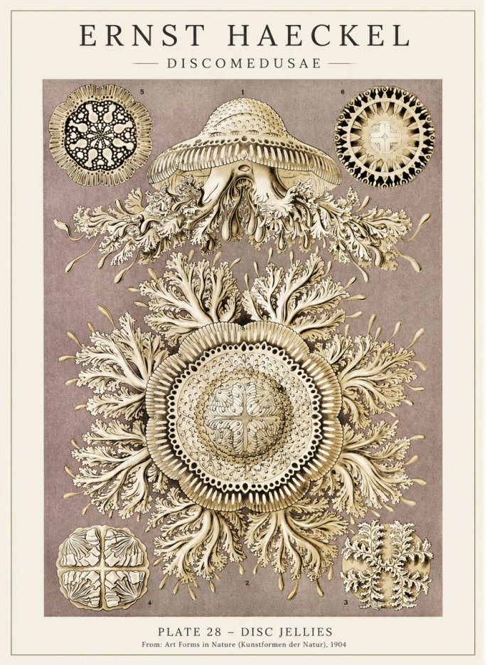 Ernst Haeckel Discomedusae No5 - Poster