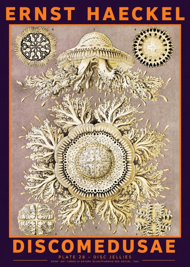 Ernst Haeckel Discomedusae No6 - Poster
