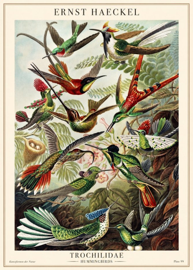 Ernst Haeckel Trochilidae - Hummingbirds No1 - Poster
