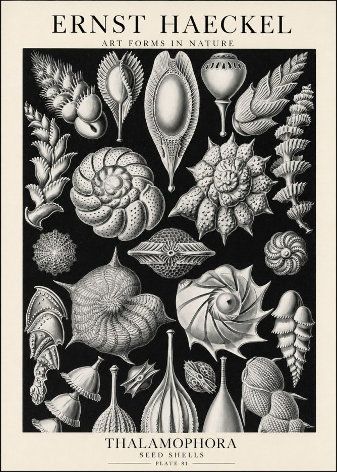 Ernst Haeckel Thalamophora No1 - Poster