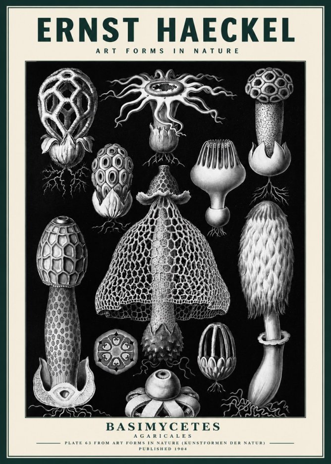 Ernst Haeckel Basimycetes Agaricales No3 - Poster